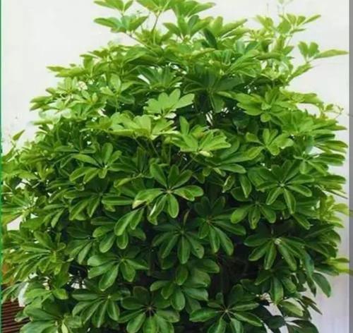 鹅掌柴花期秘密揭秘（一年多久开花）