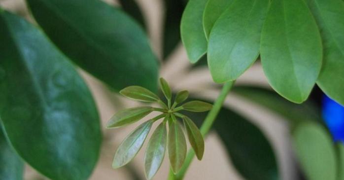 鹅掌柴花期秘密揭秘（一年多久开花）