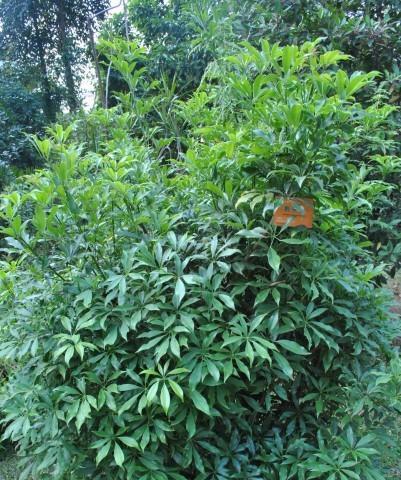 鹅掌柴花期秘密揭秘（一年多久开花）