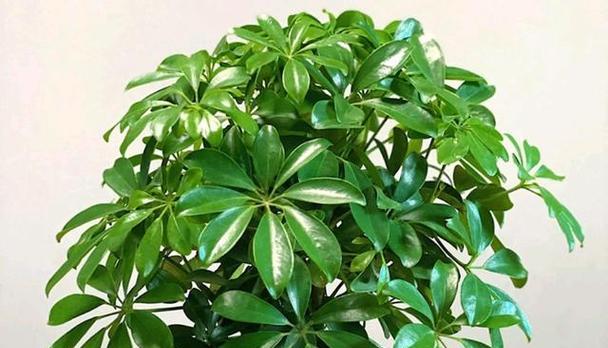 鹅掌柴浇水频率的最佳选择（掌握科学浇水法）
