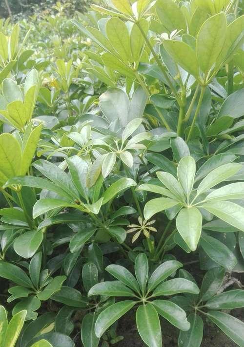 鹅掌柴开花的奇妙景象（探秘鹅掌柴开花的美妙世界）