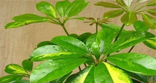 鹅掌柴繁殖方法及注意事项（种植技巧与养护经验）