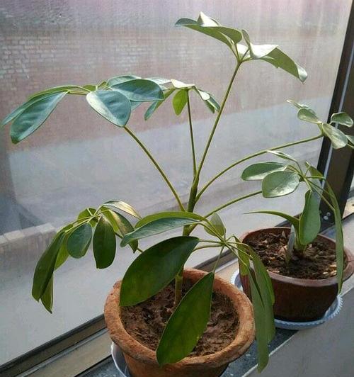 鹅掌木的浇水技巧（做到这些）