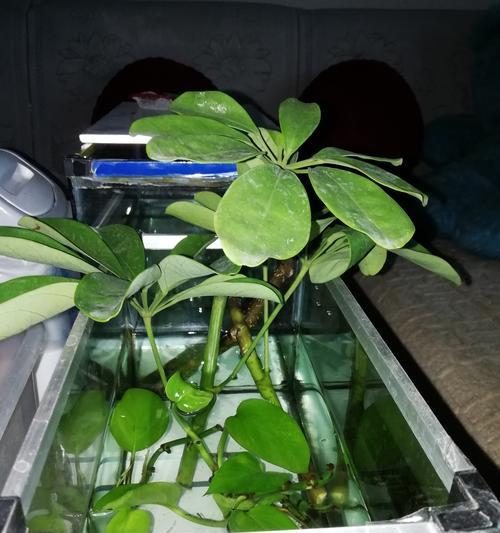 鹅掌木水培指南（一步步教你如何在家水培鹅掌木）