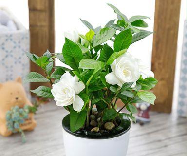 枙子花（探究枙子花的生态特点及室内养护技巧）