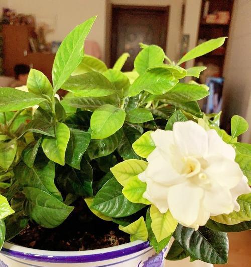 枙子花（探究枙子花的生态特点及室内养护技巧）