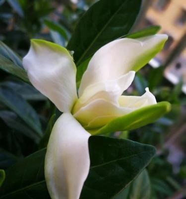 如何养护枙子花，打造宜人的绿色空间（从选择土壤到管理技巧）