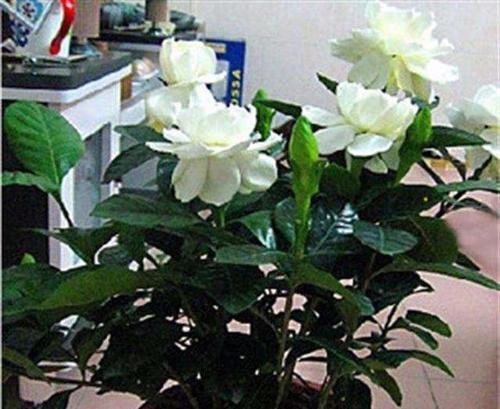 如何养护枙子花，打造宜人的绿色空间（从选择土壤到管理技巧）