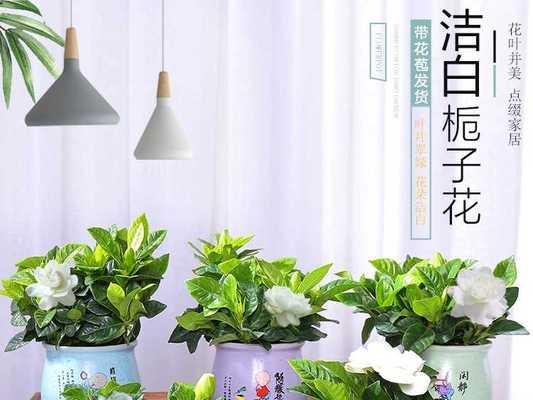 如何养护枙子花，打造宜人的绿色空间（从选择土壤到管理技巧）