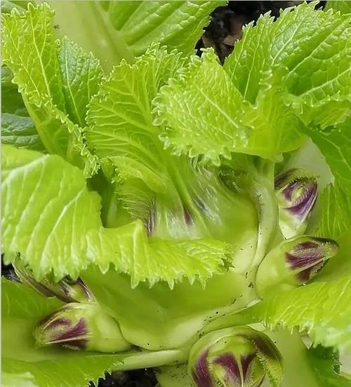 儿菜的生长期有多长（儿菜的种植周期和生长条件详解）