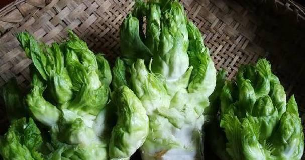 儿菜与榨菜（探究儿菜和榨菜的区别和联系）