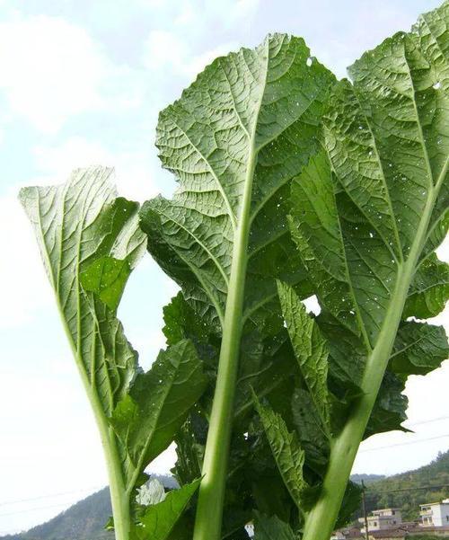 儿菜种植秘籍（时间方法一网打尽）