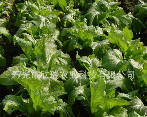 儿菜种植秘籍（时间方法一网打尽）