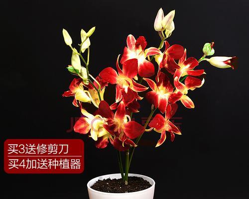儿子生日送什么花合适（精选8种花材）