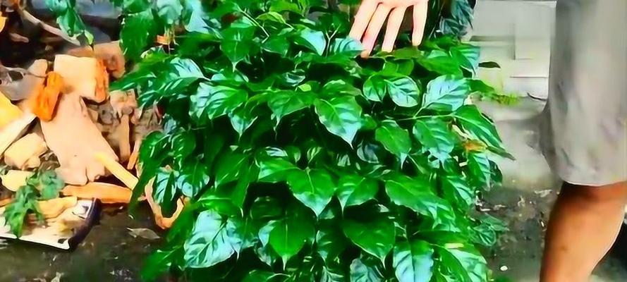 二月份适合种什么花（15种花卉）