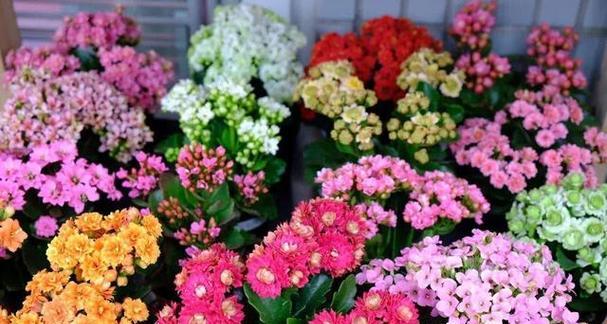 二月份适合种什么花（15种花卉）