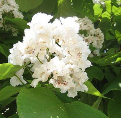 二月开花，春意盎然——赏花美景尽情享受