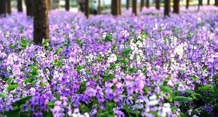 二月兰花期（了解二月兰花的开花时间、生长环境与观赏方法）
