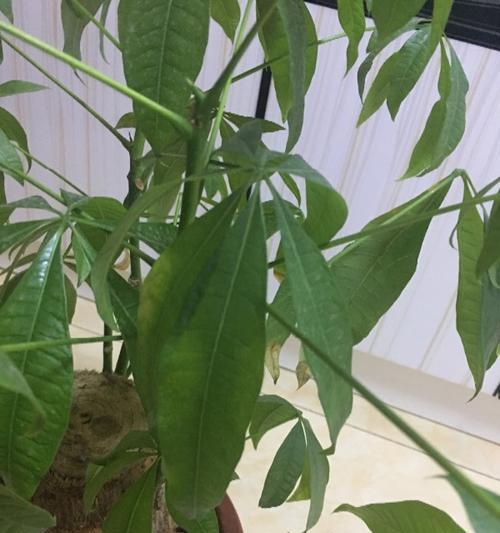 解决发财树打蔫问题的有效方法（快速救援发财树）