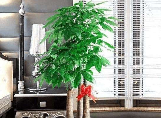 富贵如意，发财树的风水寓意和摆放位置（发财树的五行属性和注意事项）