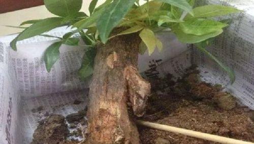 发财树根烂了如何挽救（救命！我的发财树根烂了）