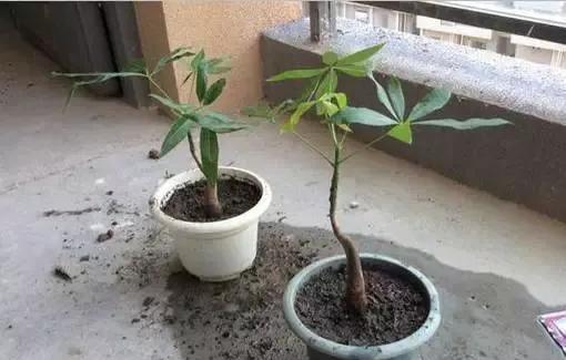 发财树根烂了如何挽救（救命！我的发财树根烂了）