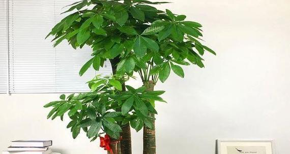 探寻发财树的寓意与风水象征（揭秘发财树的神秘面纱）