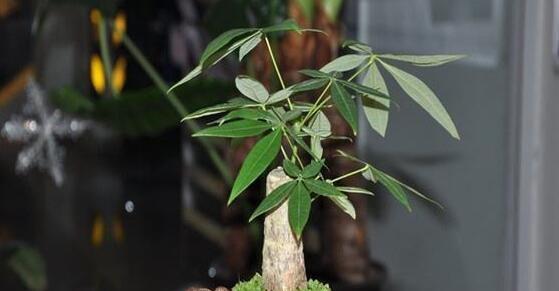 发财树的真相（了解发财树的健康危害与防范措施）