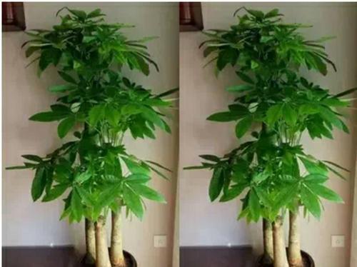 发财树的养护之道（多久浇一次水比较好）