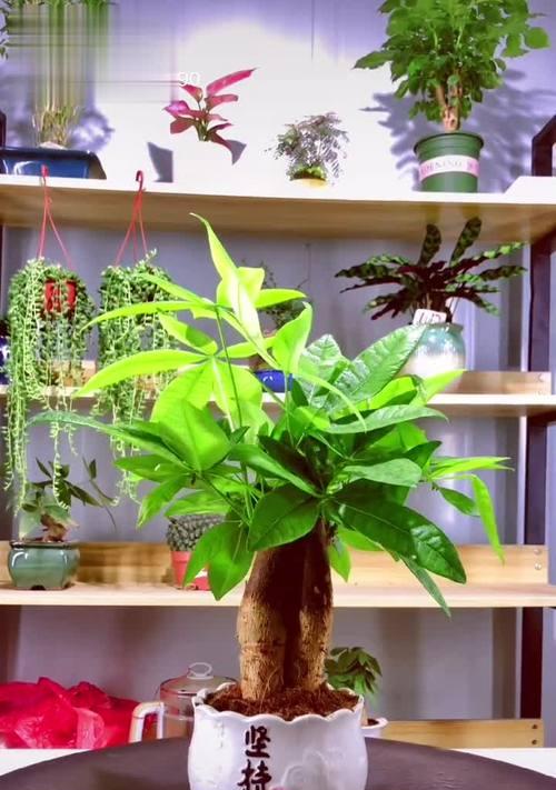 发财树开花时间及技巧（让你的发财树健康生长）