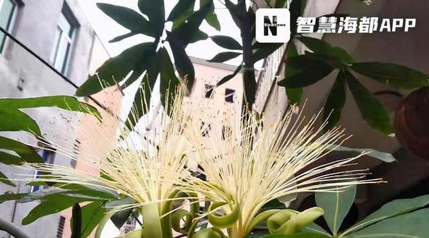 发财树开花期间及开花频率分析（了解发财树的花期和开花周期）