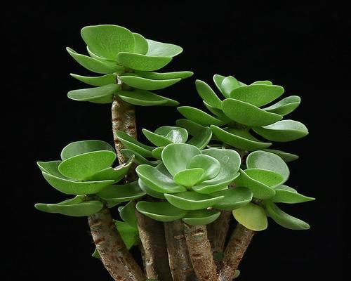 如何养护发财树多肉（多肉植物养护小贴士）