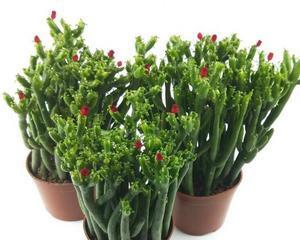 如何养护发财树多肉（多肉植物养护小贴士）
