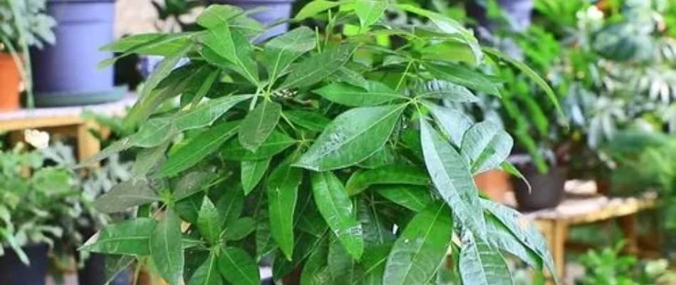 发财树花土的配制方法（教你打造营养丰富的花土）