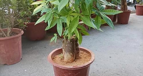 发财树换盆后的养护（合理浇水让发财树更茁壮）