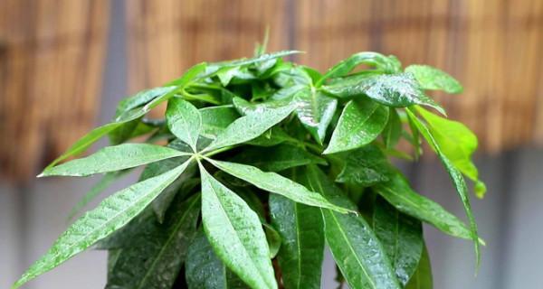 发财树浇什么肥最好？|植物养护技巧