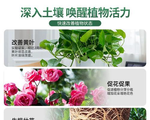发财树浇什么肥最好？|植物养护技巧