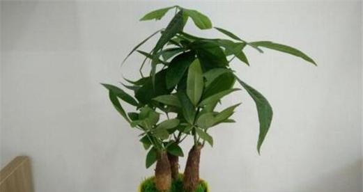 发财树浇什么肥最好？|植物养护技巧