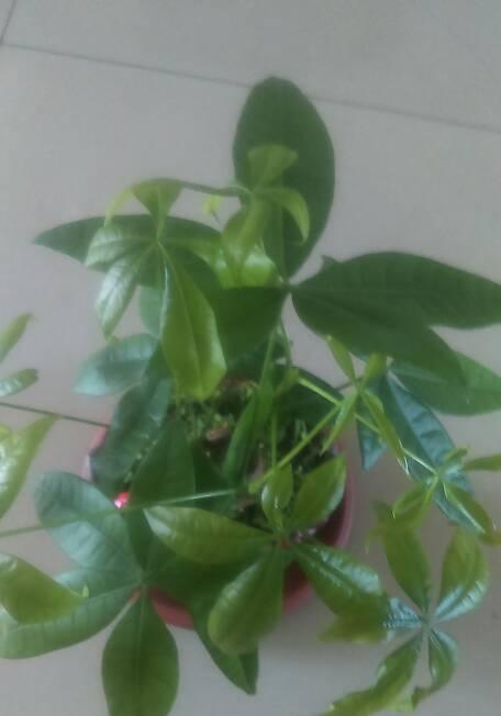 发财树卷叶处理方法（卷叶影响发财树健康）