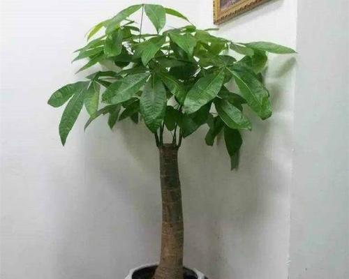 发财树开花的风水寓意及注意事项（开花能否招财）