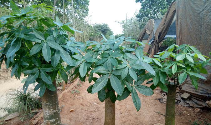 如何在家种植发财树（地栽发财树的方法和注意事项）
