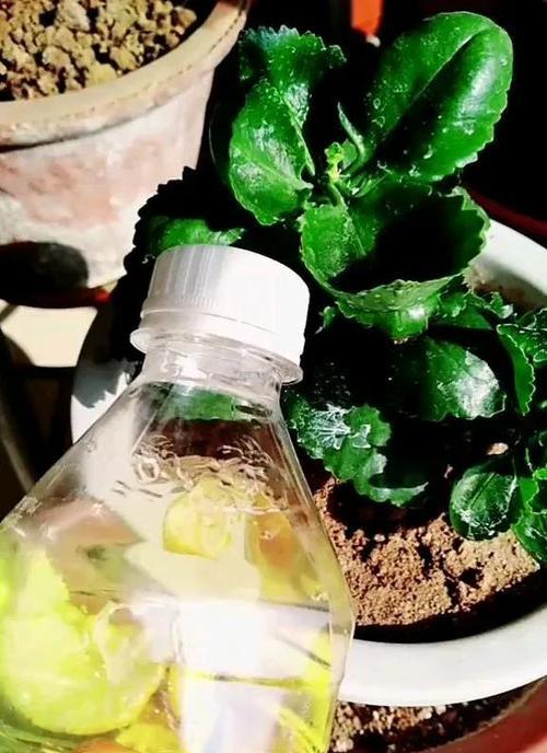 发财树可以浇醋水吗（醋水是一种好的植物营养剂吗）