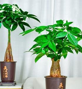 发财树的种植与养护（让院子也能“发财”）