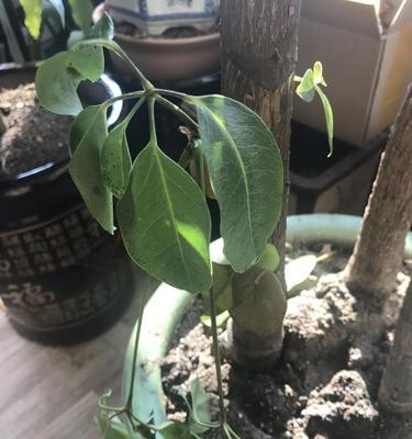 如何救活枯萎的发财树（发财树枯萎的原因及对策）