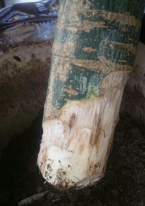 发财树烂根救治全攻略（如何应对发财树的烂根现象）
