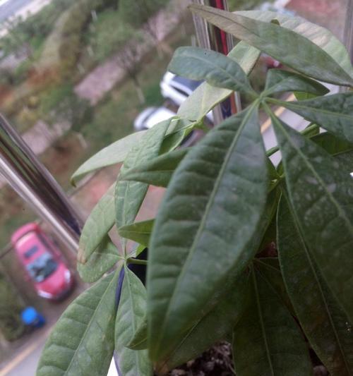 发财树叶子发黄怎么办（教你实用的绿植护理小技巧）