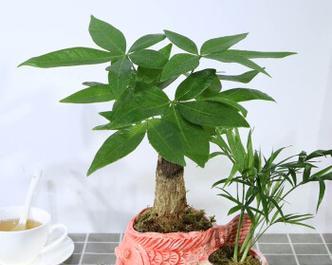 发财树的养护与寿命（如何让发财树长寿）