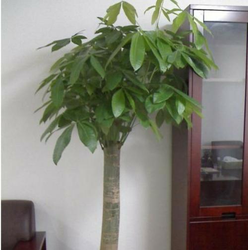 发财树（了解发财树生长的奥秘和养护细节）