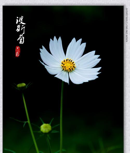 波斯菊花的花语与象征意义（揭开波斯菊背后的寓意和象征）