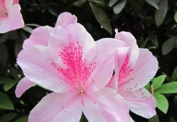 缤纷杜鹃花语（多彩杜鹃花语）